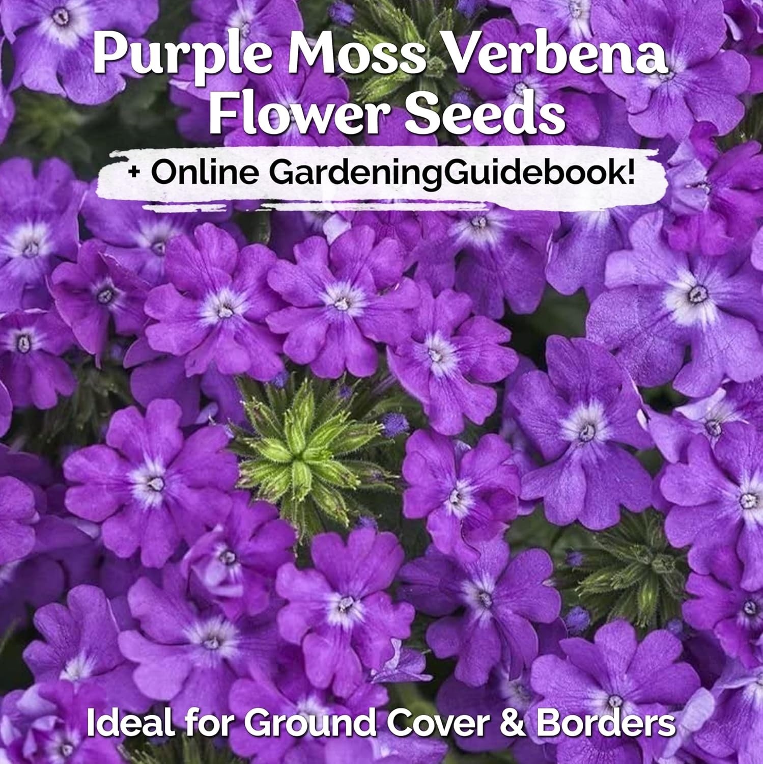 Perennial Purple Moss Verbena Seeds – 1000 Count for Stunning Ground Cover