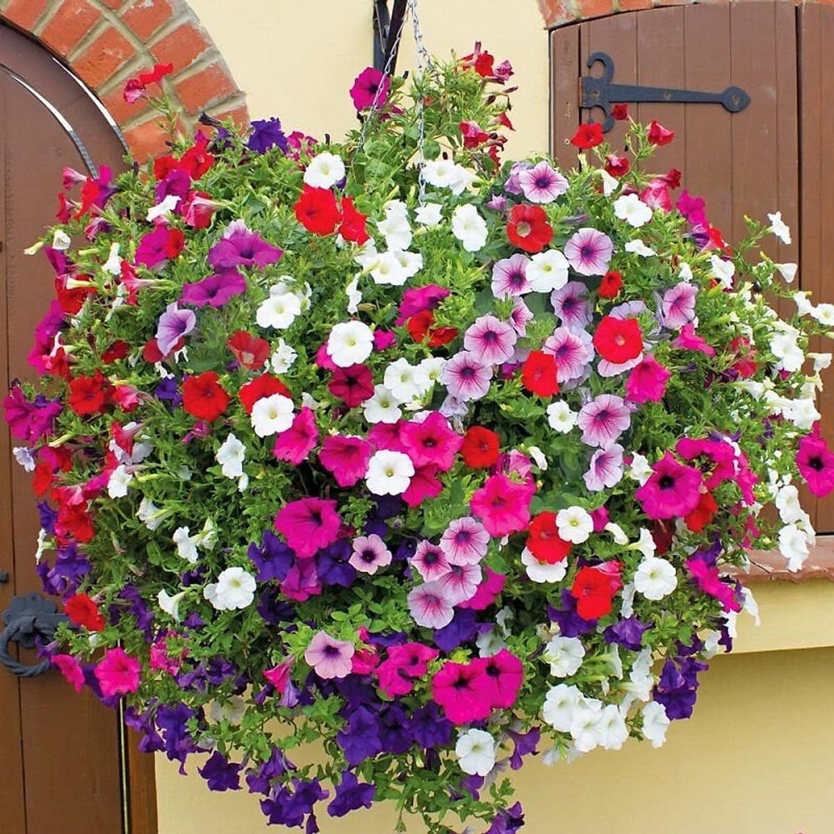 5000+ Petunia Seeds – Mixed Rainbow Color, Bonsai, Grandiflora Flowers