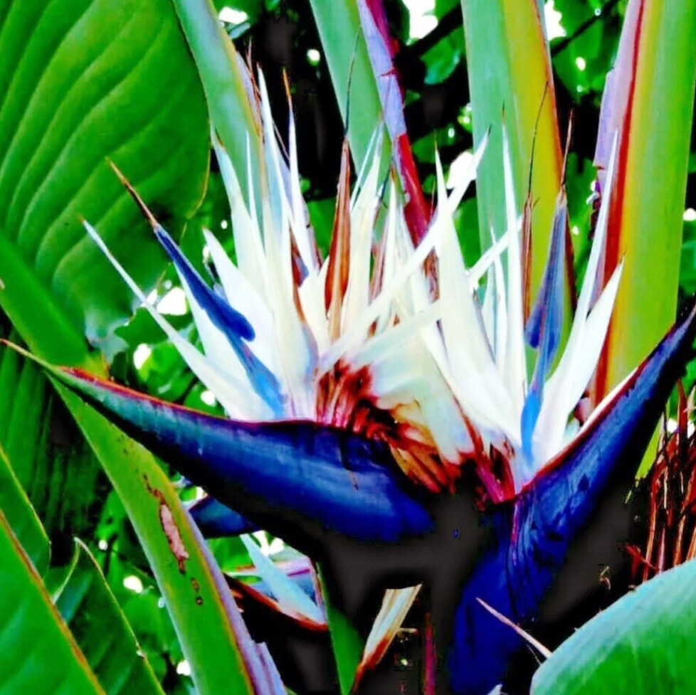 GIANT WHITE BIRD of PARADISE SEEDS (Strelitzia nicolai) Tropical Flower Plant