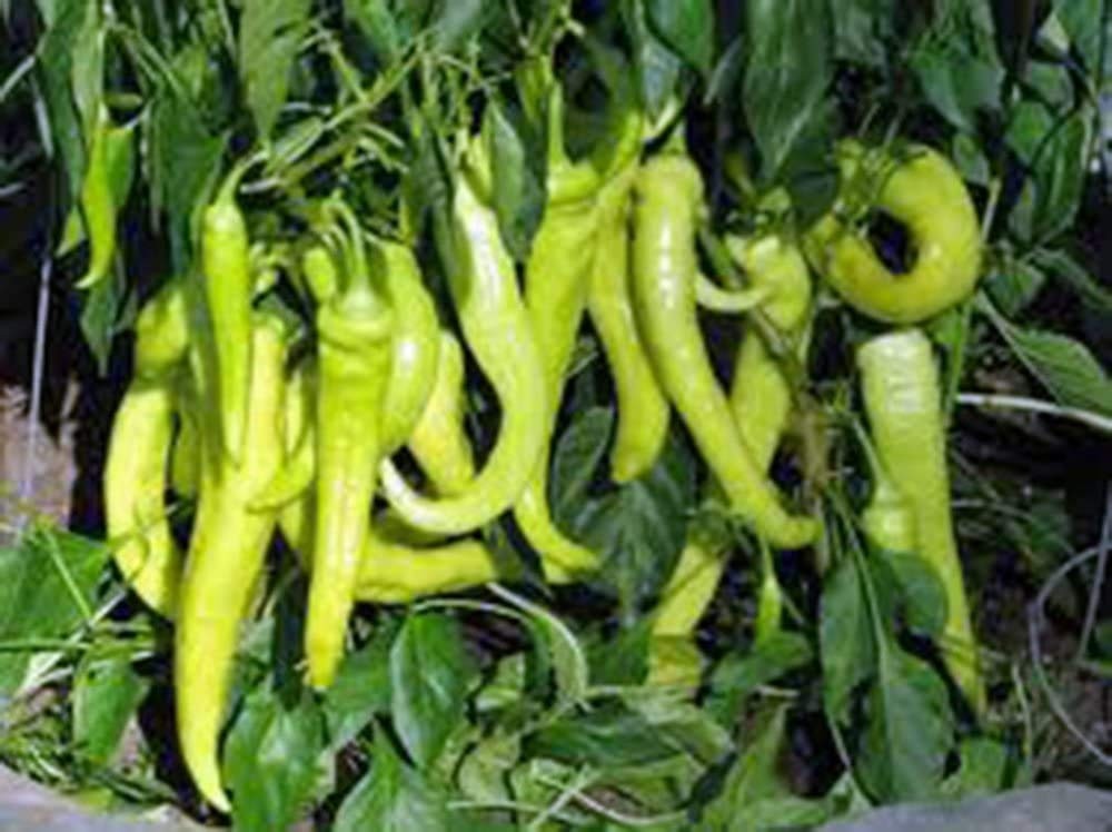 Pepper, Sweet Banana, Heirloom, 200 Seeds, MILD Sweet Great in Salads
