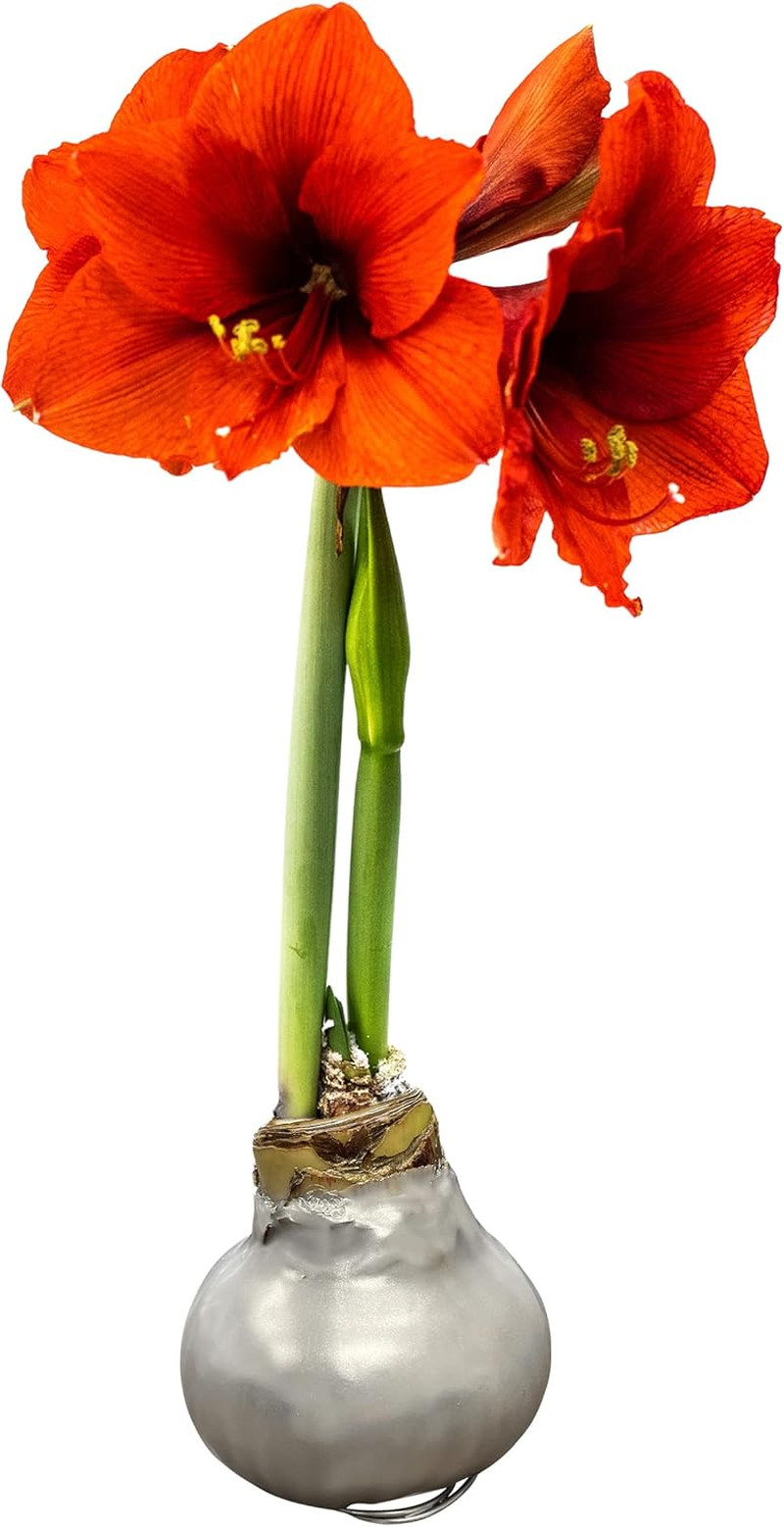 Waxed Amaryllis Bulb – Silver Wax with Red Blooms – Live Holiday Gift Plant, Eas