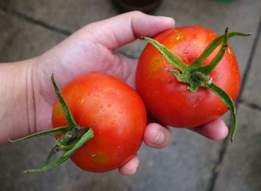 BONNY BEST TOMATO SEEDS ****BULK 100 PER PKT .* FLAVORFUL * CANNING & SALADS*