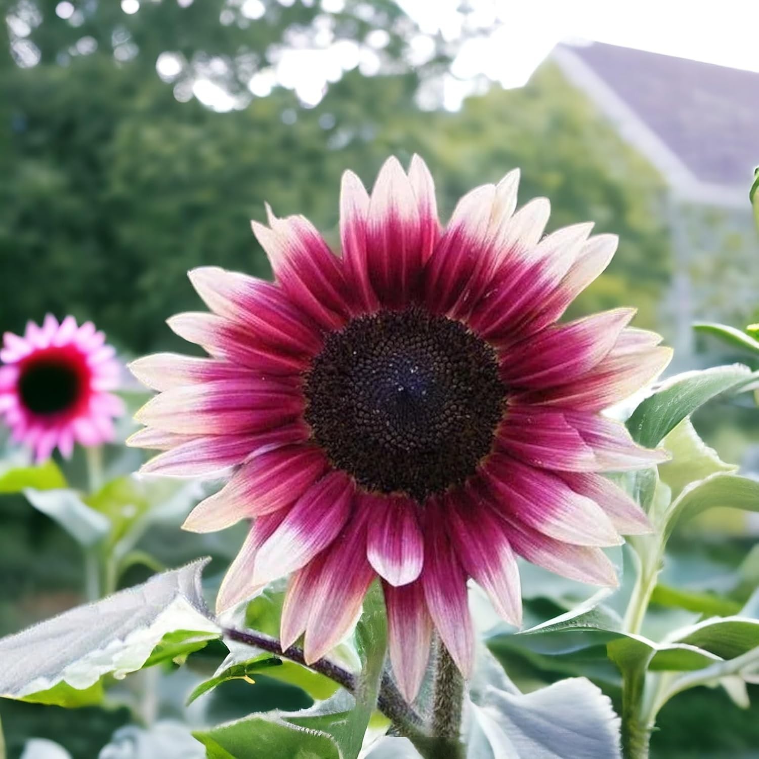 50 pcs Pink Sunflower Seeds Non-GMO Heirloom for Garden Flowers Outdoor