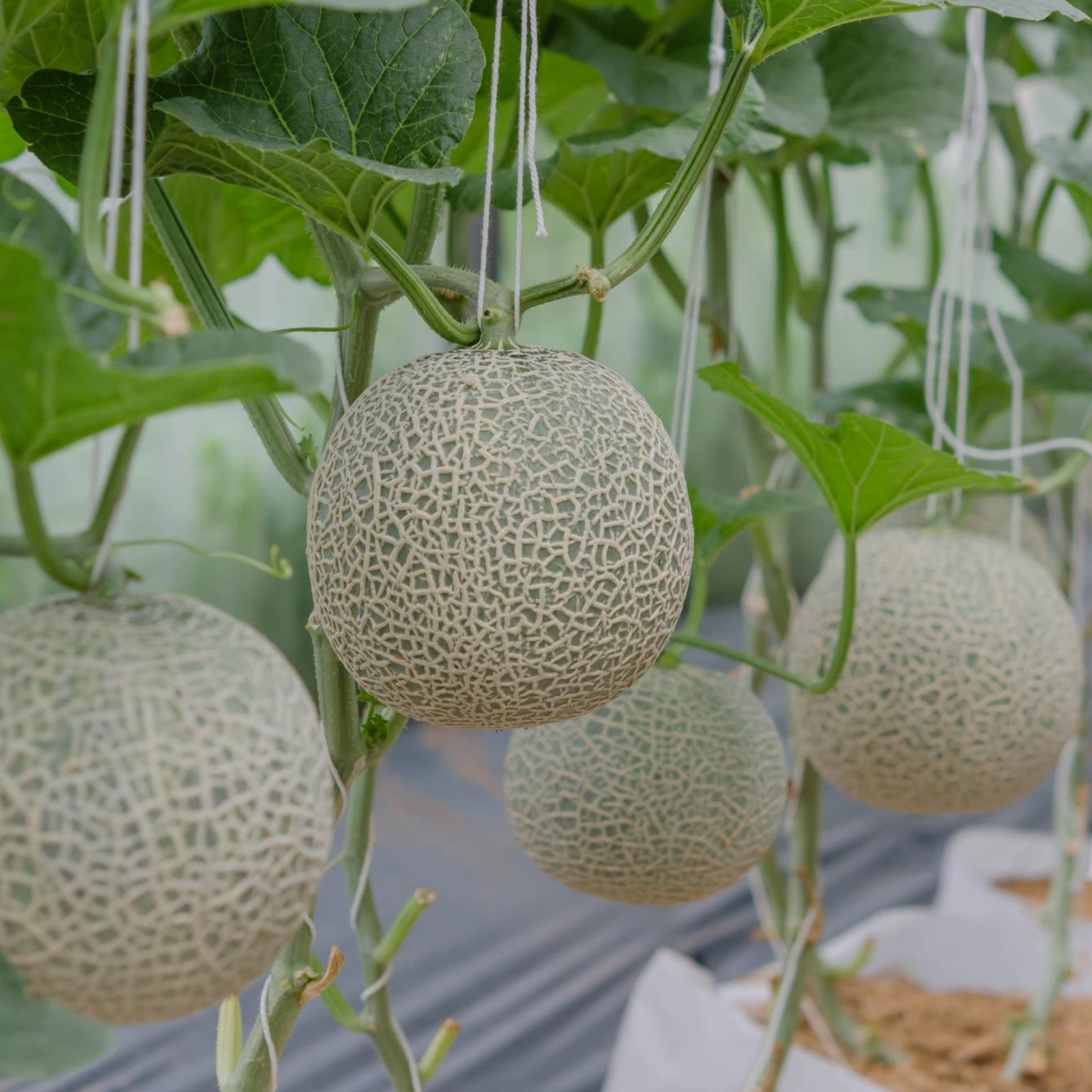 Honey Rock Melon – Cantaloupe Seeds – Organic Seeds – Heirloom Seeds