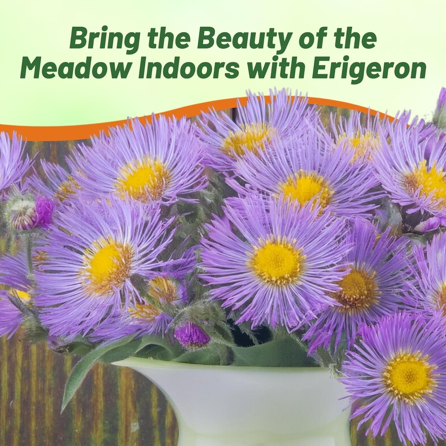 1000 Seeds Erigeron Seeds – Erigeron Speciosus Fleabane Daisy Flower Seed