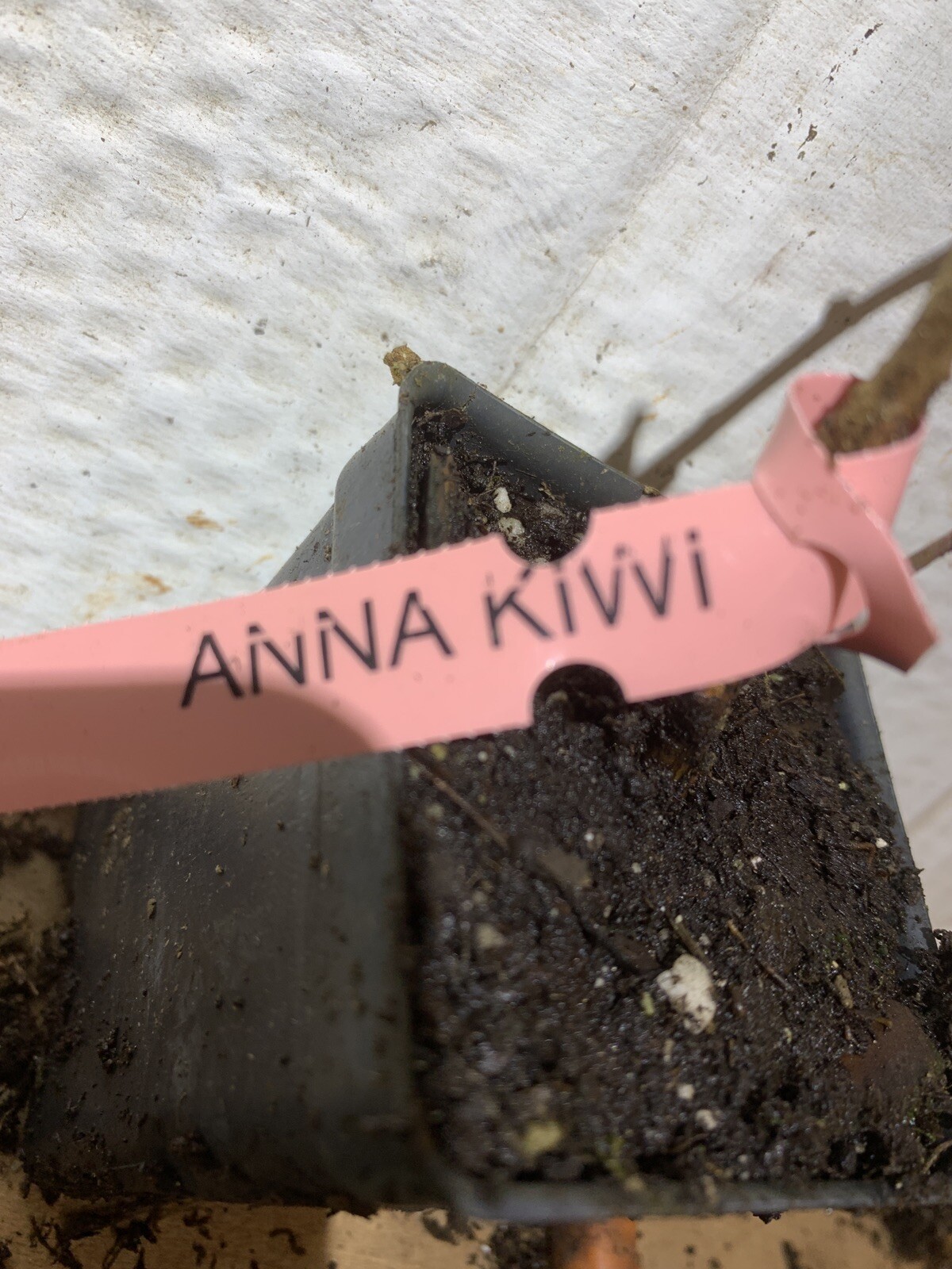 One plant of Ananasnaya (Anna) Female Hardy Kiwi (organic)