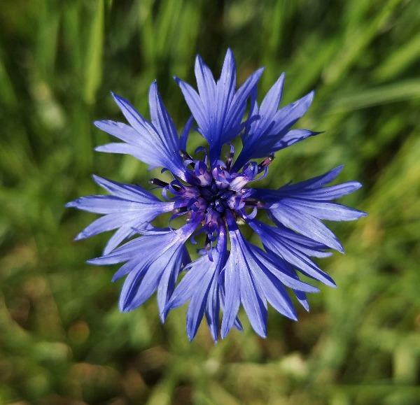Centaurea cyanus | Bachelor’s Button | Cornflower | 25 Seeds