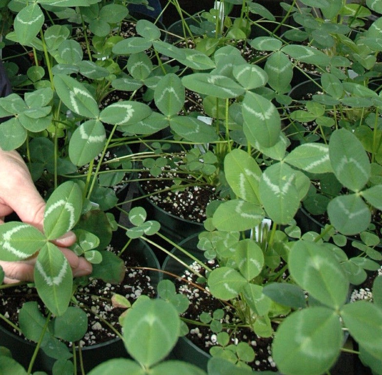 Regal Graze Ladino Clover Seeds – 1 Lb.
