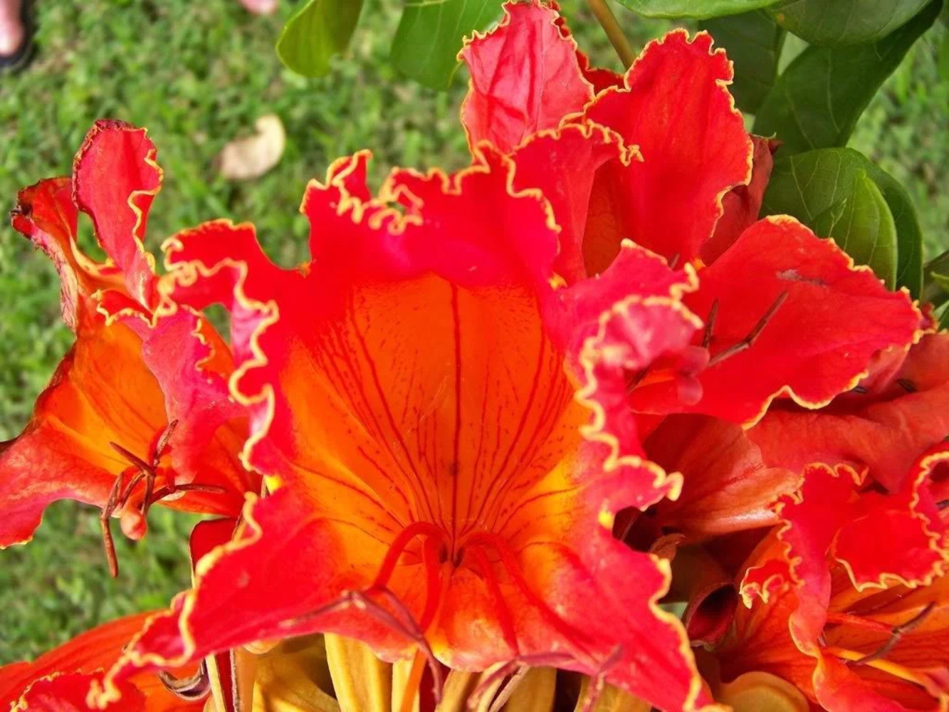 15 Red AFRICAN TULIP TREE Fire Tree Flame of Forest Spathodea Campanulata Seeds