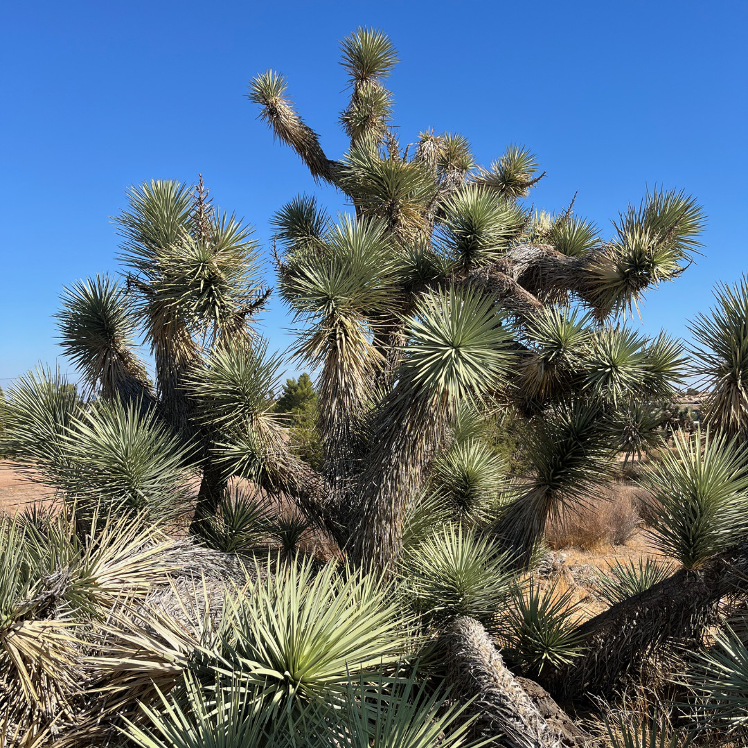Organic Wild Foraged California Joshua Tree Seeds (Yucca Brevifolia)