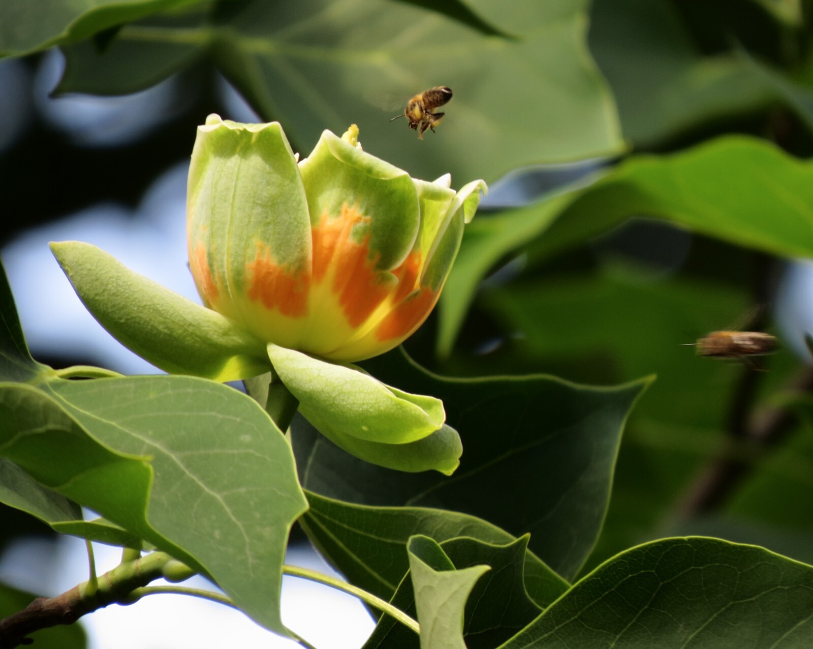 Liriodendron tulipifera 500 Seeds – Tulip Tree