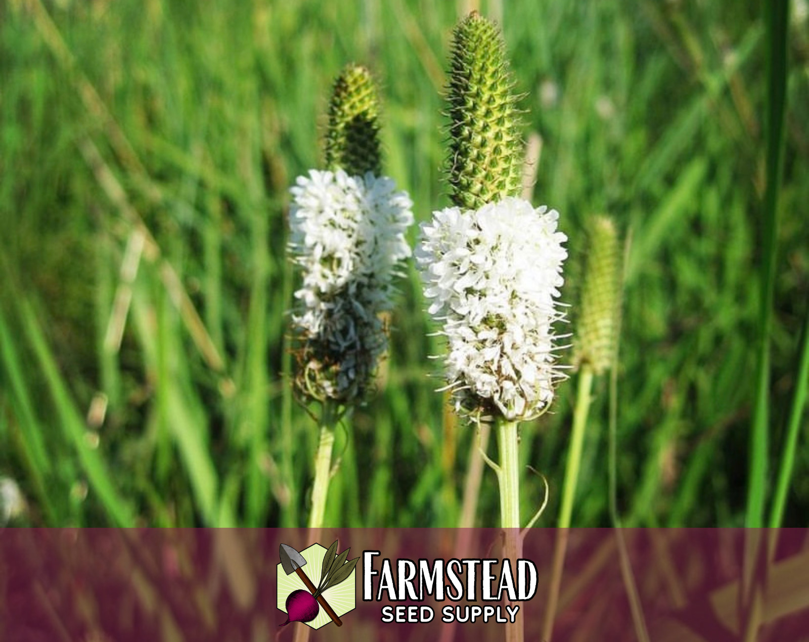 3,800+ White Prairie Clover Seeds | Native Wildflower Gardening, Dalea candida