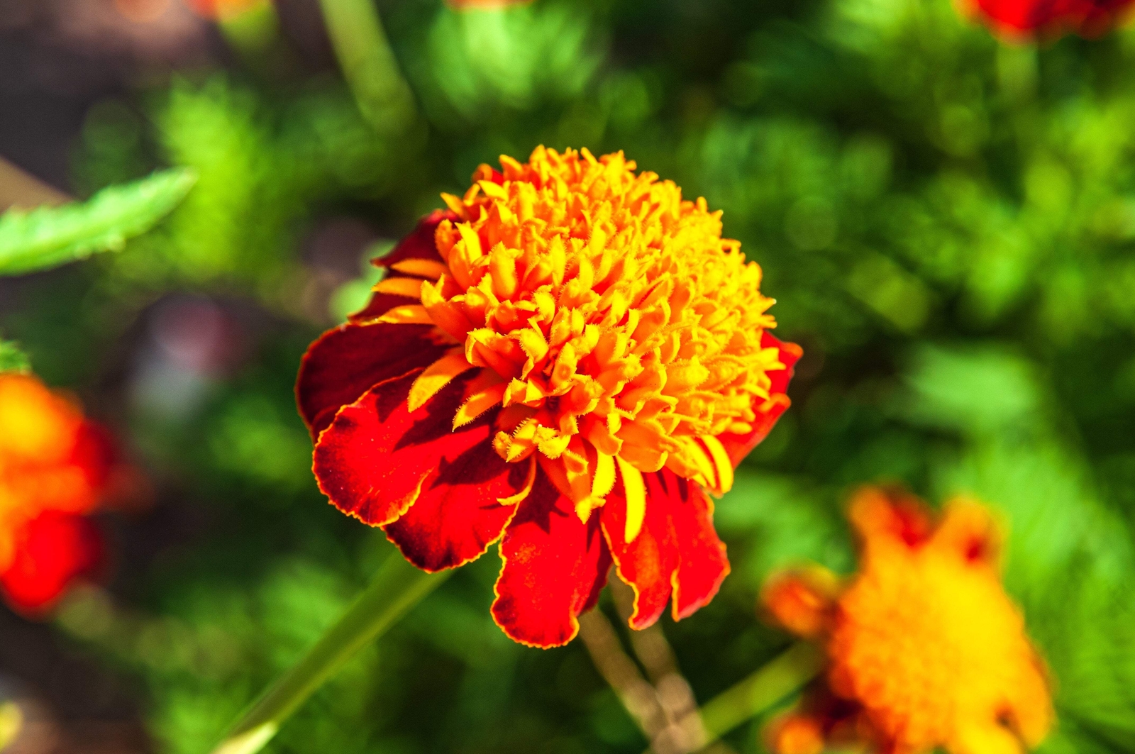 250 DWARF DOUBLE MARIGOLD ‘ Orange Flame ‘ Tagetes Patula French Red Flower Seed
