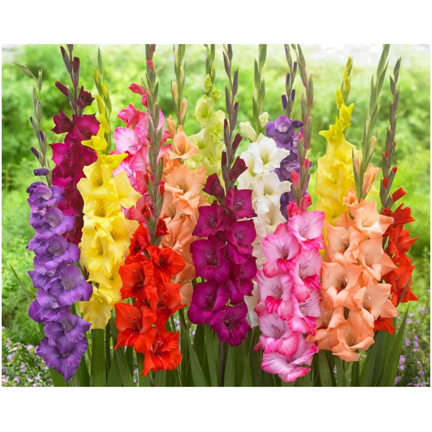 Perennial Gladiolus Sword Lily – Mixed Colors, 10 Bulbs
