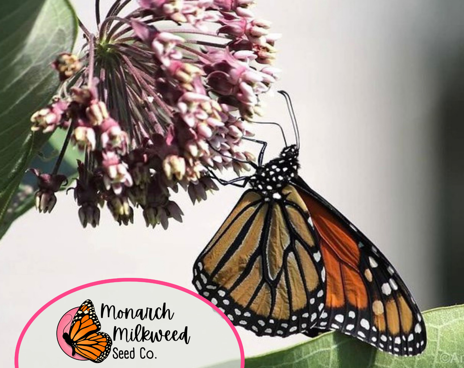 BULK COMMON MILKWEED SEEDS | Monarch Butterfly Native Flower, Asclepais Syriaca