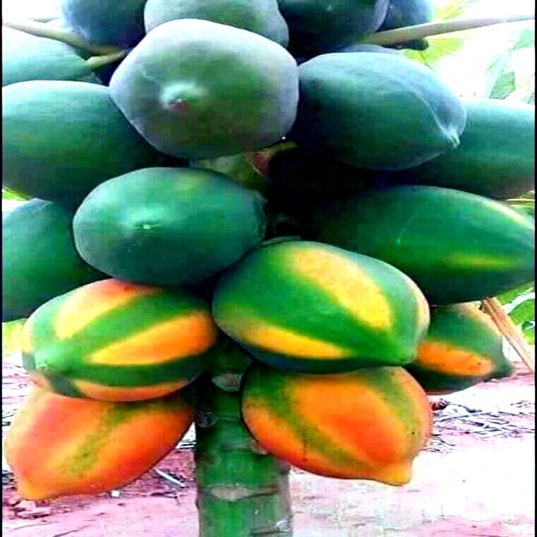 20 “Caribbean Red” Carica Papaya Fruit Tree Seeds “LARGE MELONS” Indoor Plant