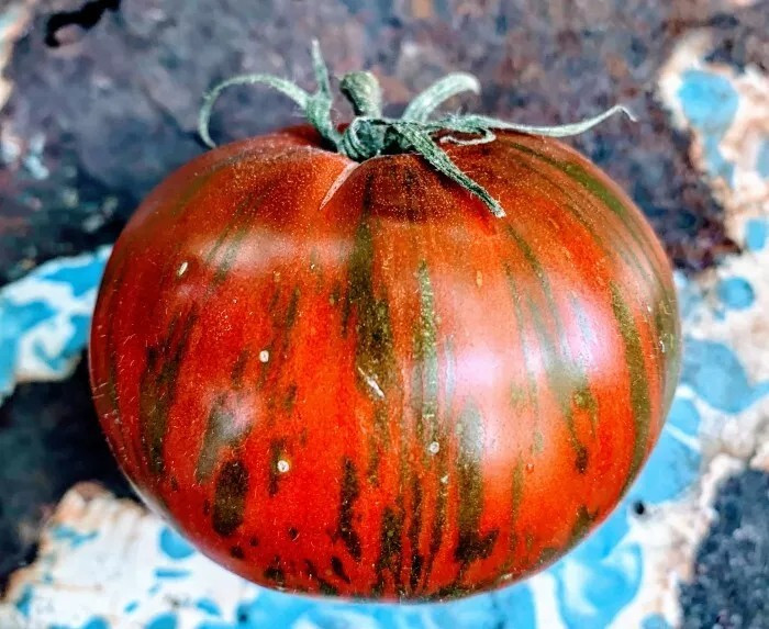 240+ Vintage Wine Striped Tomato Seeds – Beefsteak – Heirloom – HUGE 1 LB – RARE