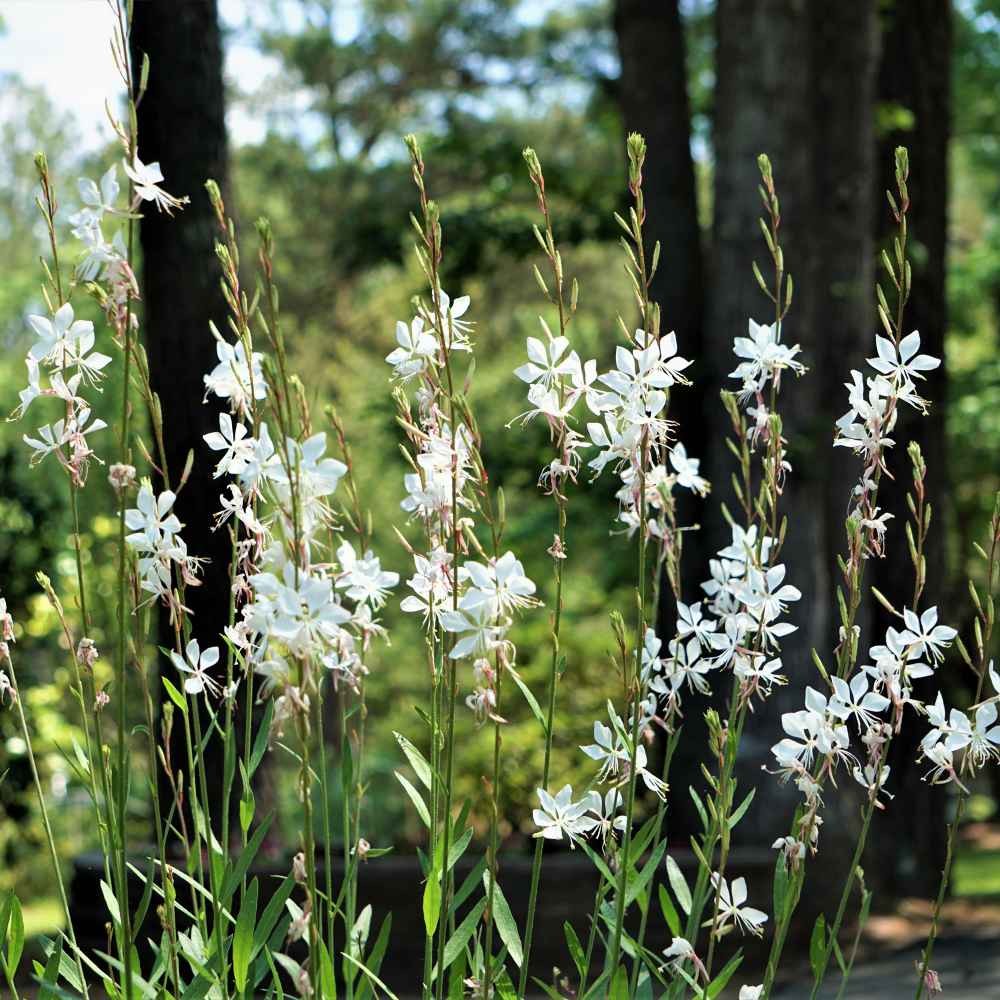 400 Seeds Drought Tolerant Gaura Lindheimeri Garden Flower Plant Seeds