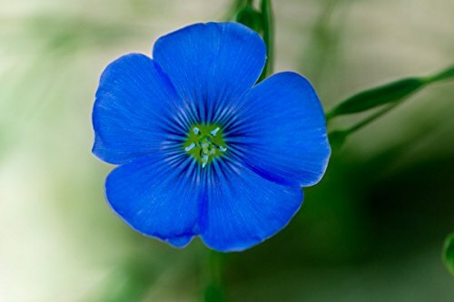 Flax Blue Nice Garden Flower By Seed Kingdom 6,000 Seeds