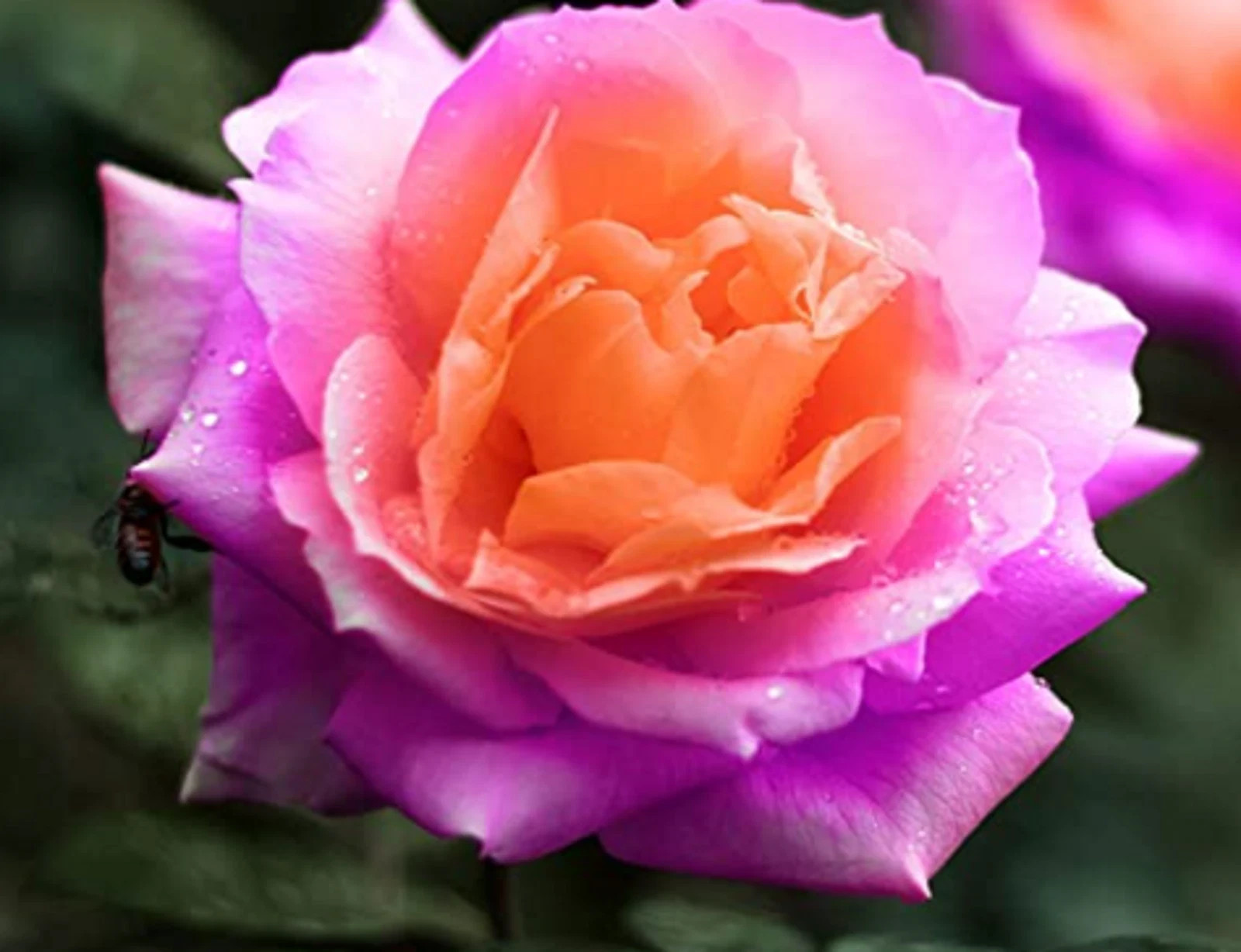 English Delis Rose Seeds- 50 or 100 Seeds.USA Seller- Free Shipping