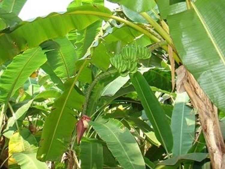 Musa Ochracea 8 Seeds, Rare Asian Banana Fruit Tree Tropical Ornamental