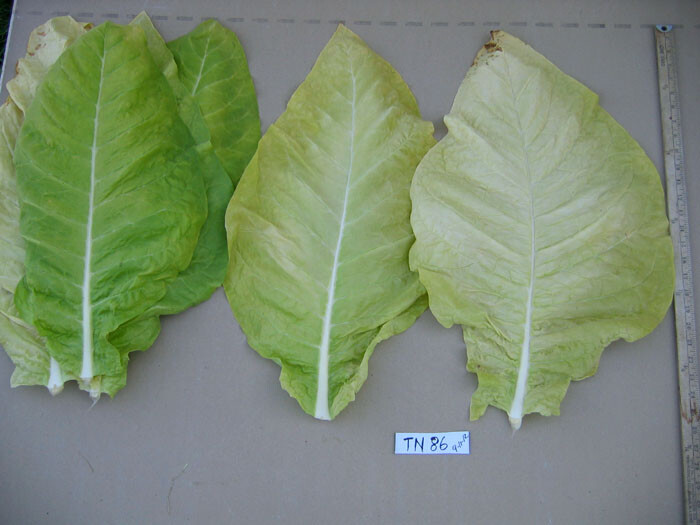 1000 TN 86 Tobacco Seeds ~ Heirloom ~ Disease Resistant ~ Non-GMO Tobacco