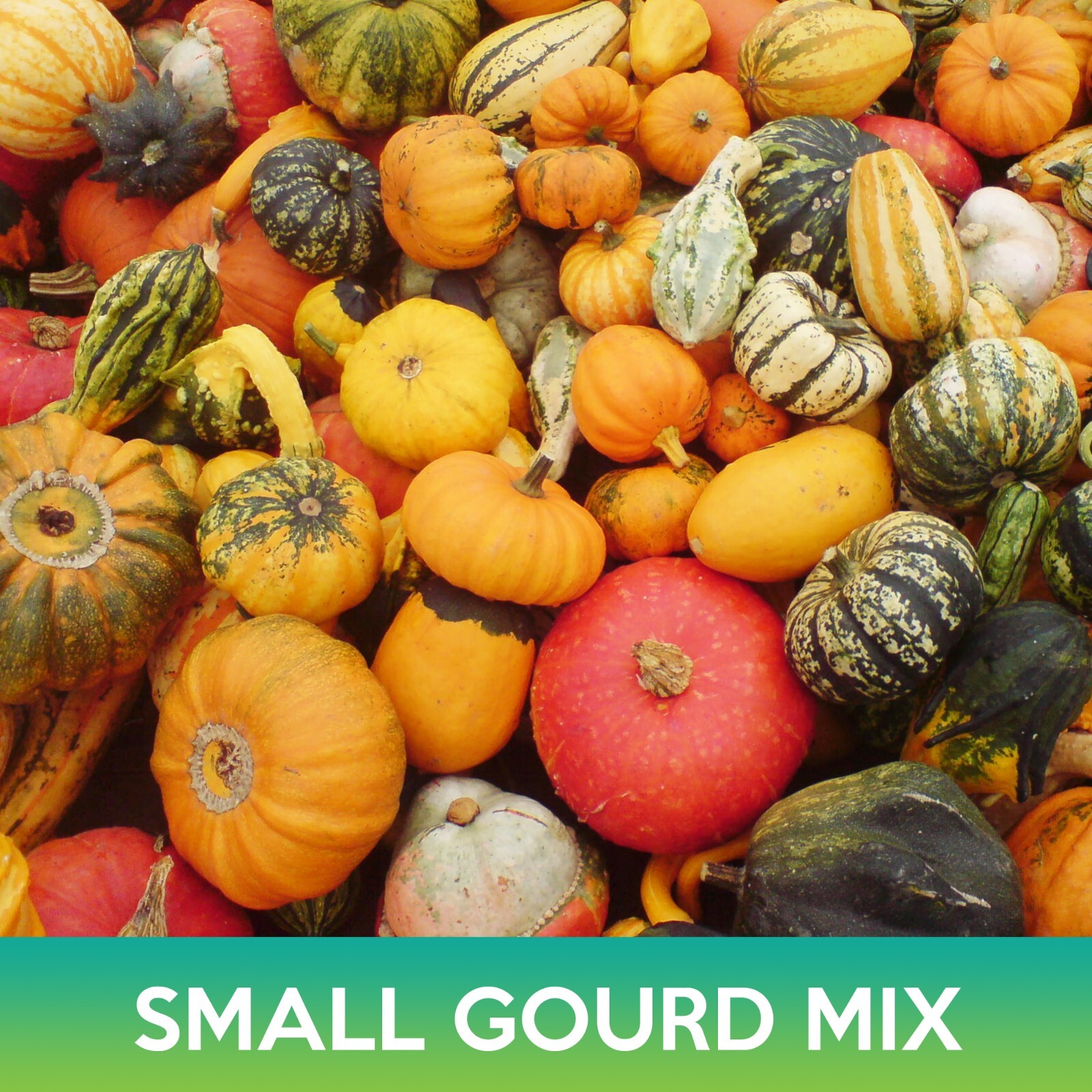 Small Gourd Mix Seeds