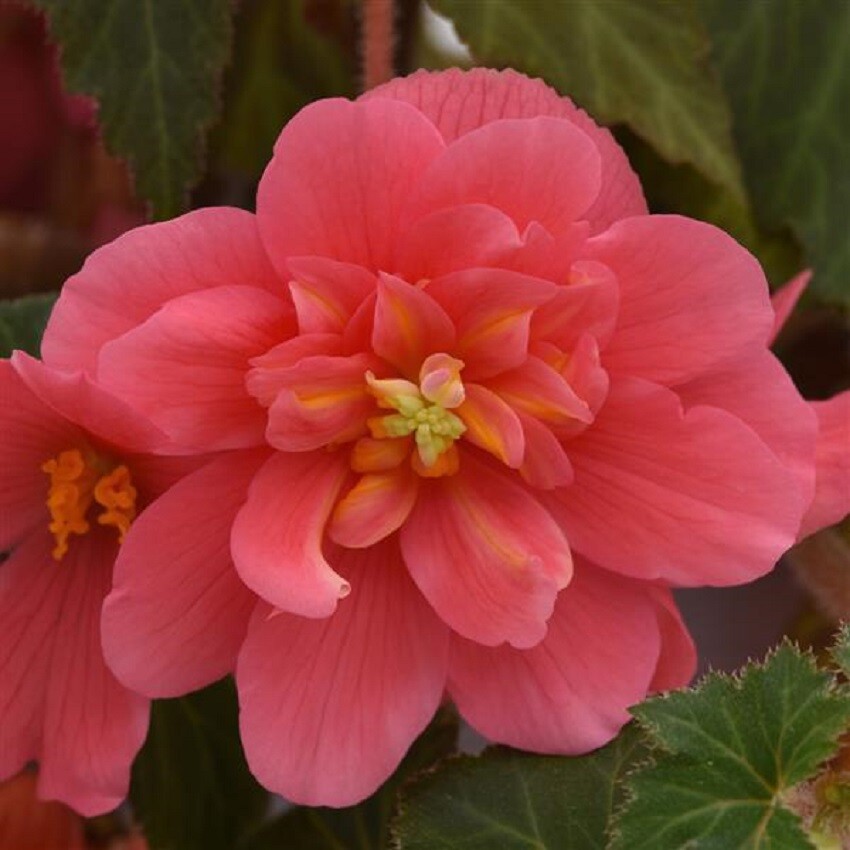 Begonia Seeds Begonia Sun Dancer Pink 15 Pelleted Seeds Trailing Begonia