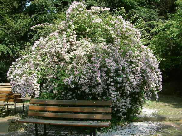 Kolkwitzia Amabilis 15 Seeds, Cold Hardy Flowering Beauty Bush Shrub