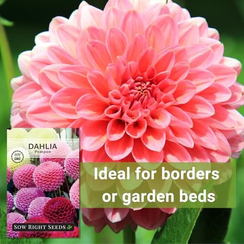 – Pompon Dahlia Seeds for Planting – Annual Non-GMO Heirloom Variety – Ideal 1