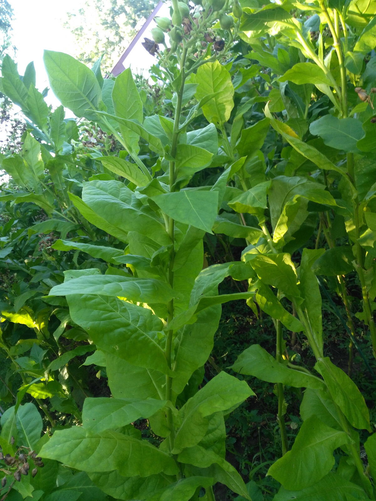 HICKORY PRIOR TOBACCO 2000+ seeds Fresh 2023 Crop Growing Instructions Included