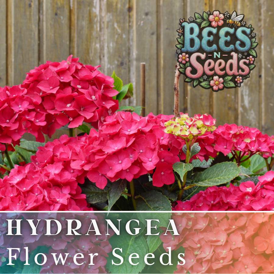 Ruby Riches Hydrangea Seeds 85 or 250 Seeds Flower, Flower Seeds, Non GMO