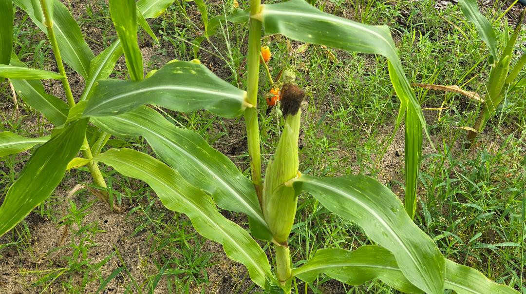 Blue Hopi Corn | 5 Seeds | Florida Grown | Heirloom | Grits | Blue Tortillas