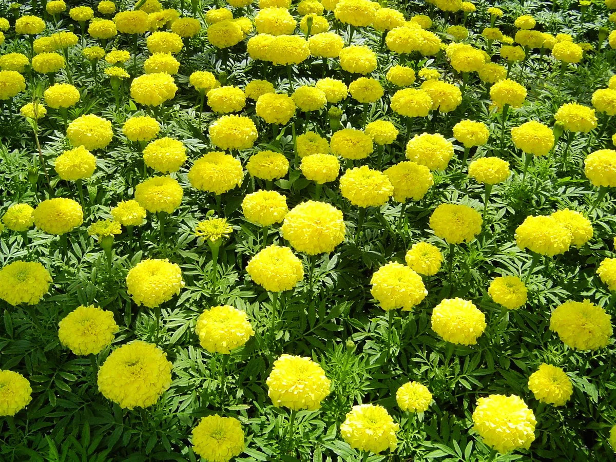 Mary Helen Yellow African Marigold Seeds – For 2025 Planting Big Beauty Flower