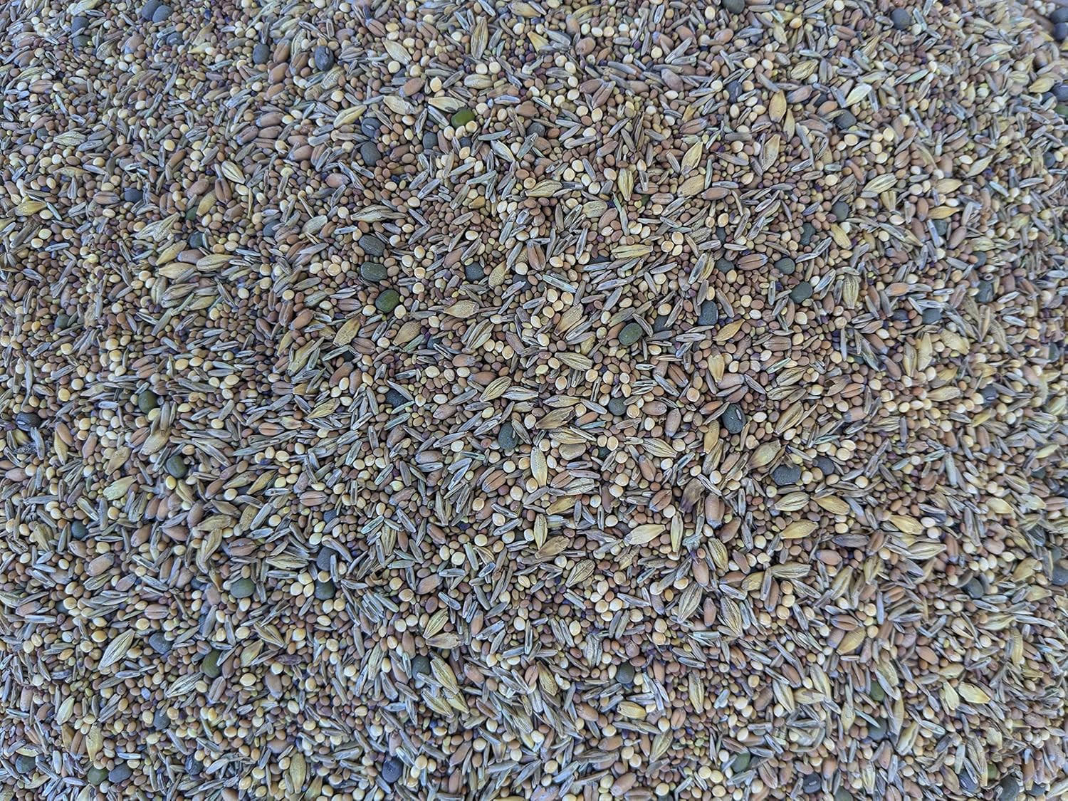 Premium Chicken Poultry Pasture Forage and Fodder Seeds (1-lb. Bag) – [33% Each: