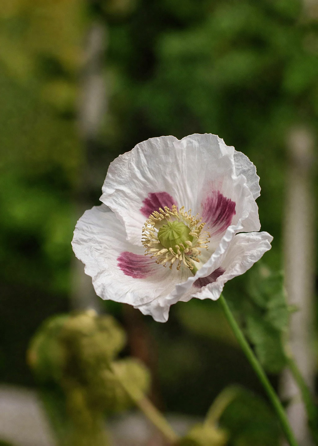 3,000 Rare Giant White Pepperbox Poppy Seeds – P. Somniferum Giant White Blooms