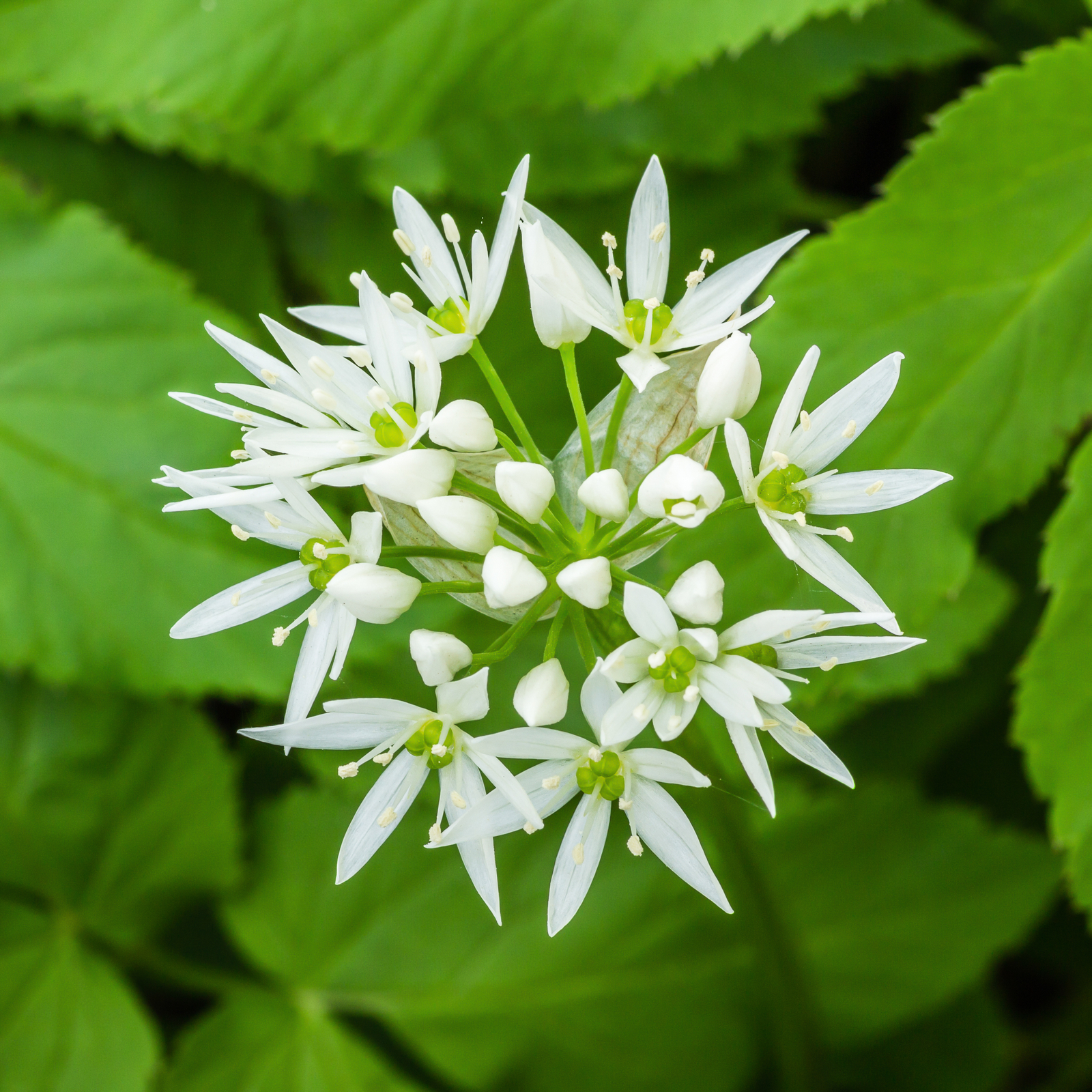 500 ALLIUM URSINUM Seeds (Wild Garlic) | NON-GMO | Free shipping | Garden seeds