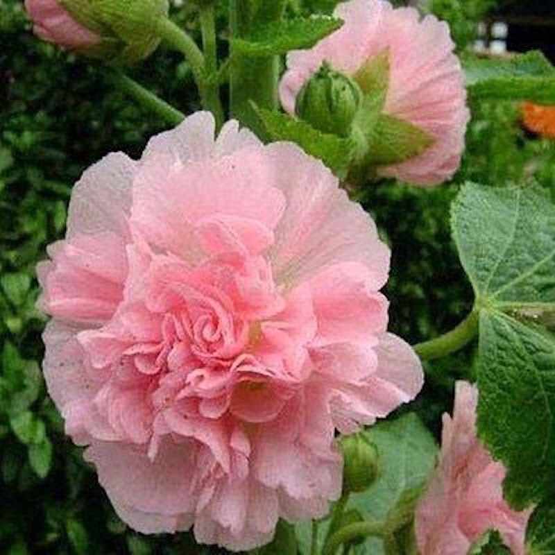 20 SEEDS for Baby Light Pink HOLLYHOCK rare flower bed exotic plant USA Seller
