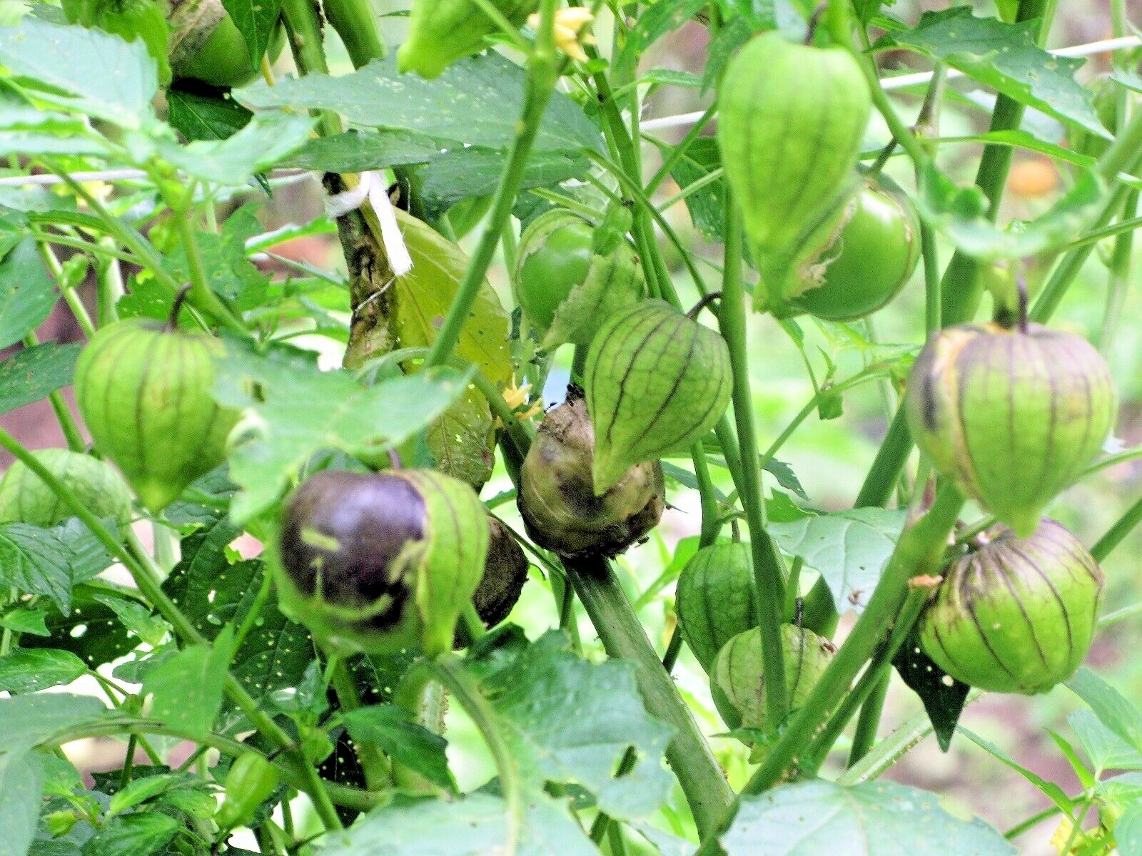 50+PURPLE DE MILPA TOMATILLO Seed Organic Summer Vegetable Garden Container Easy