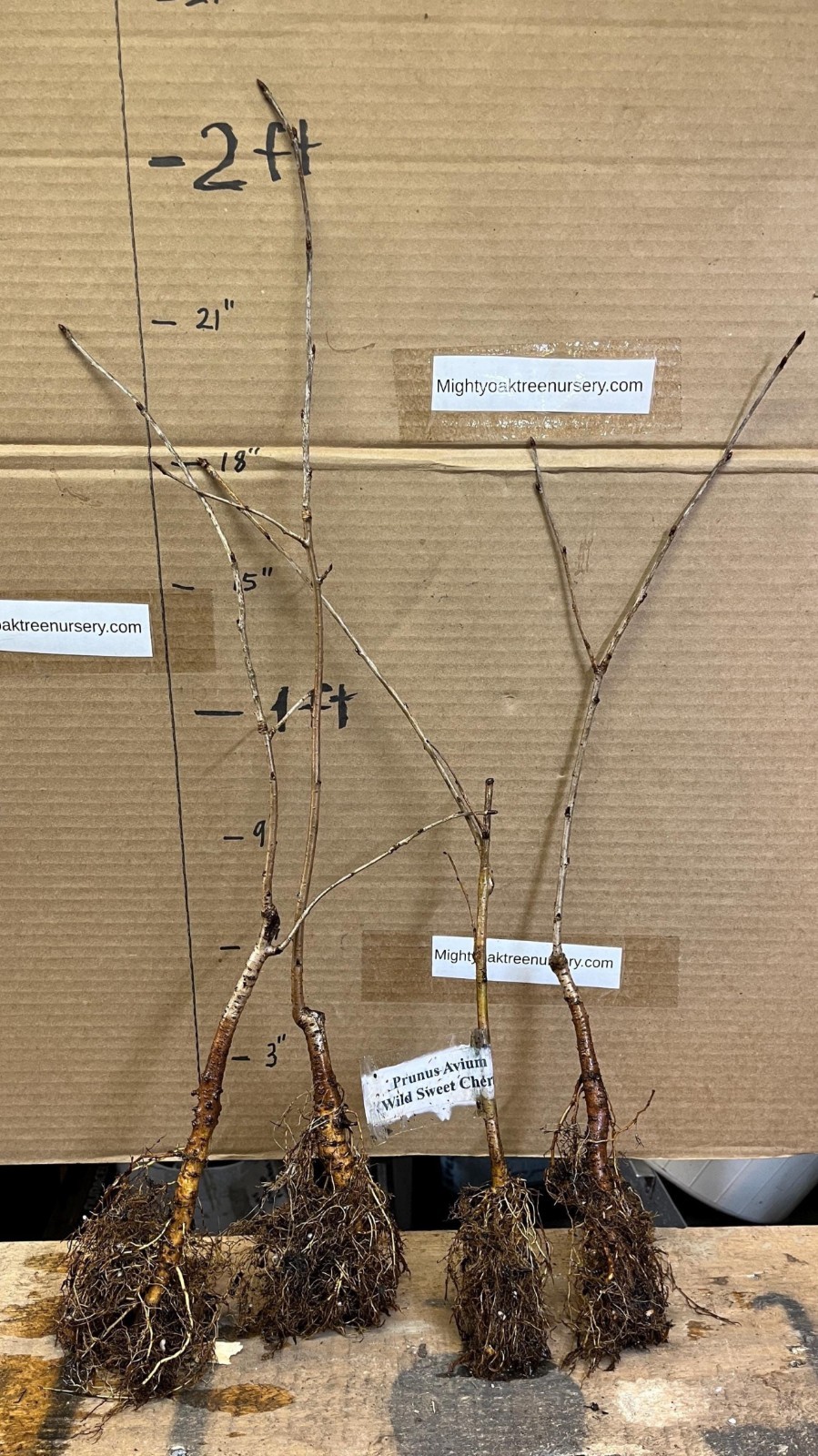 Prunus Avium (Wild Sweet Cherry) 1-2 year old plant rooted, bare root