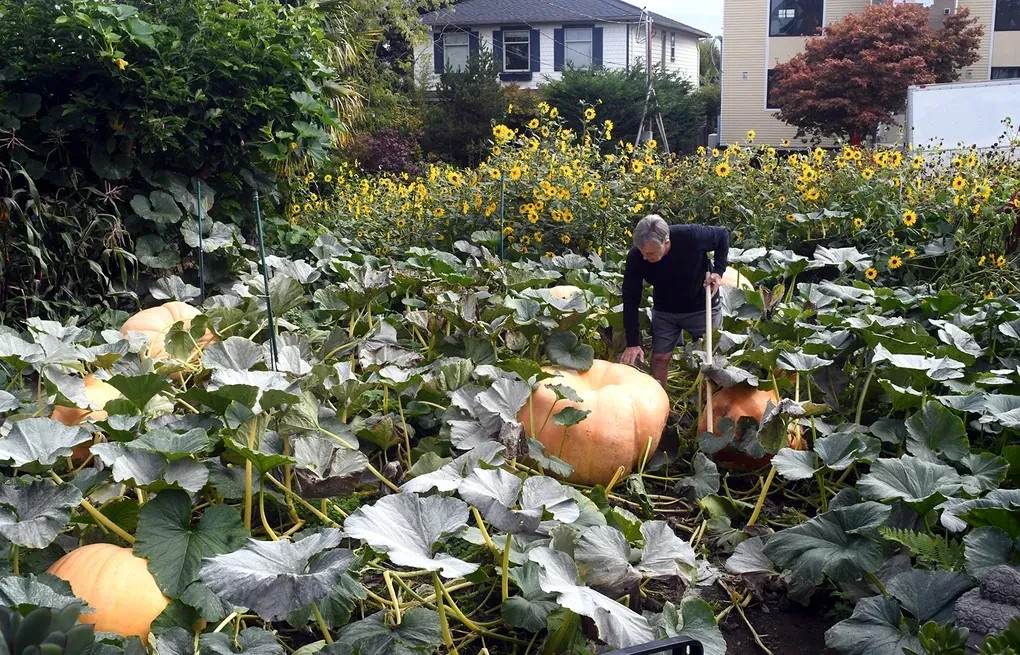 BIG MAX PUMPKIN SEEDS NON~GMO Giant Garden Fruit Squash Vine Plant 1-200+ LBS