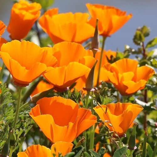 2,000 Stratified Orange California Poppy Flower Seeds Eschscholzia For Planting