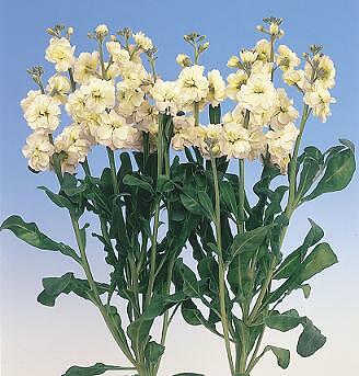Stock Cheerful Yellow 250 seeds