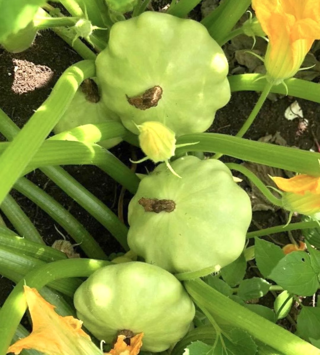 30 Organic Bennings Green Tint Summer Squash Seeds | NON-GMO| Fresh Garden Seeds