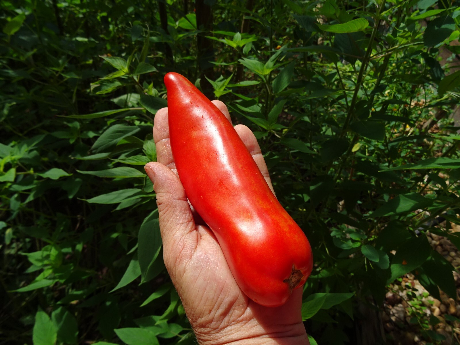 Red Tomato Opalka Polish Heirloom 25 seeds Non-GMO Organic from 2023