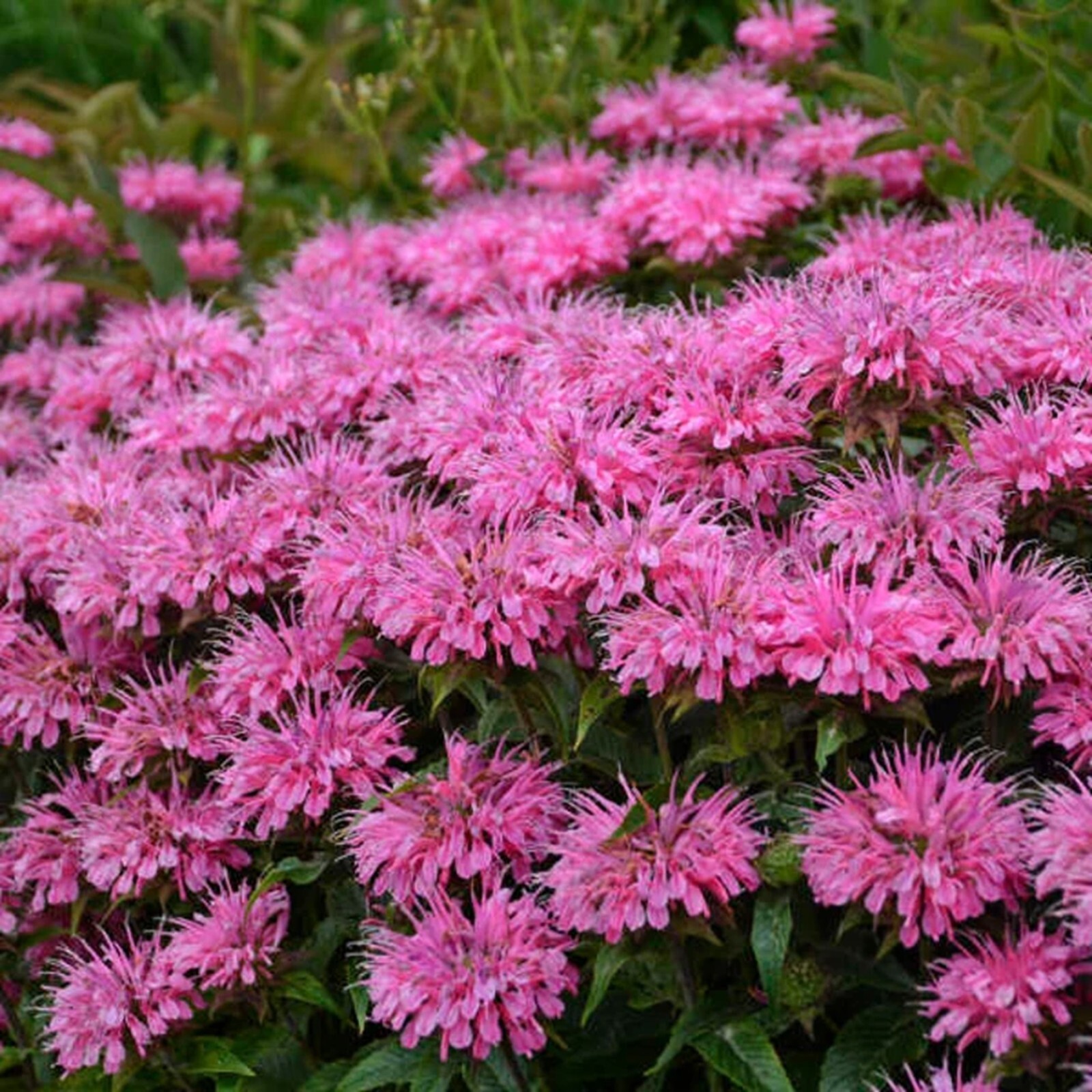 100 Bubble Gum Bee Balm Seeds Flowers Seed Butterflies Bees Hummingbird US SELL