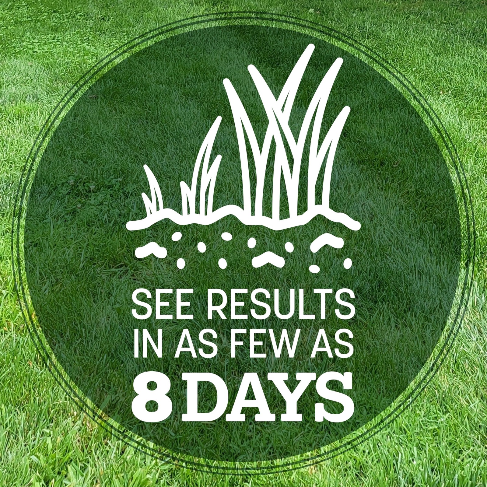 100% Kentucky 31 Tall Fescue Penkoted Grass Seed 3 lb