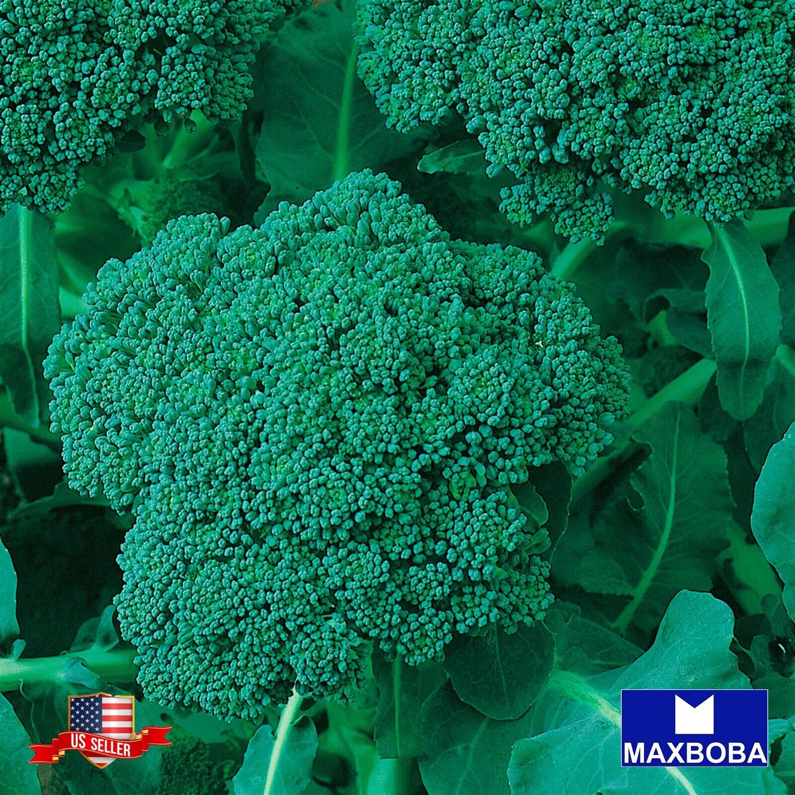 Broccoli Sprouting 4800 Seeds Green Calabrese Non-GMO Heirloom Vegetable