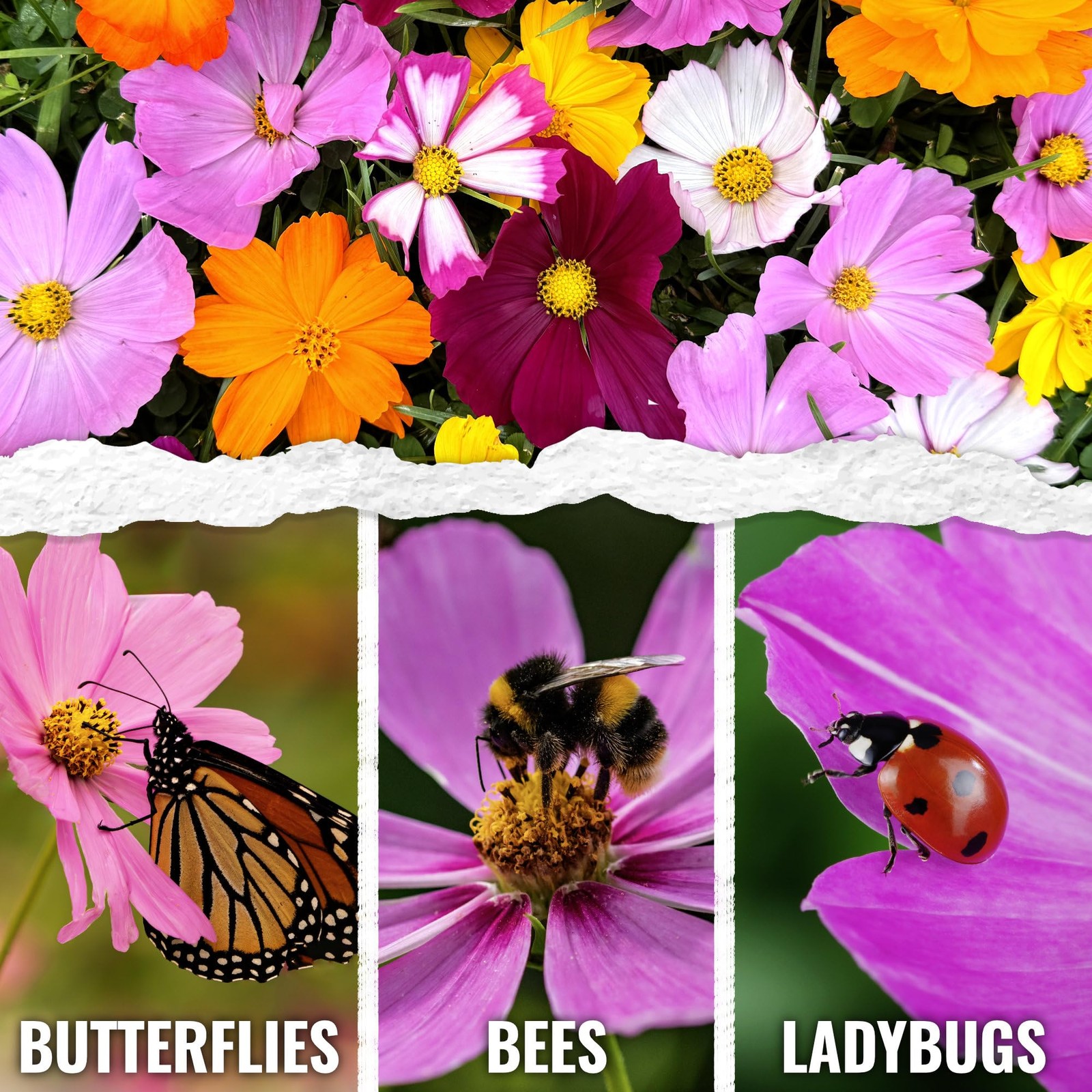 Flower Seeds Cosmos Crazy Blend No Filler 10+ Varieties Cosmos | Cosmo Bipinn…