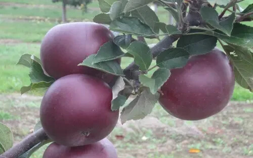 25+ Arkansas Black Apple Seeds for Garden Planting – USA – FREE SHIPPING!